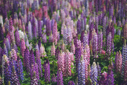 ルピナスのお花畑 - 春四月の福岡県海の中道海浜公園花桟橋