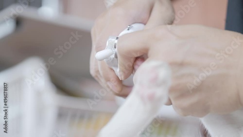 Cutting cat sharp claws with modern nail clippers or trimmer for preventing scratch as pet care. photo