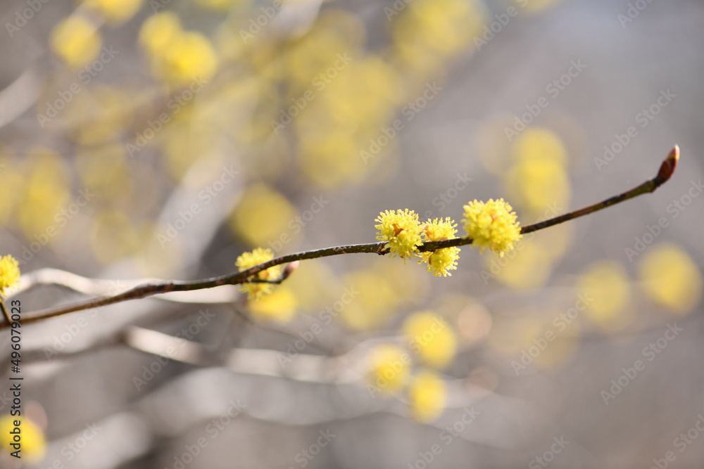 ginger flower botanical nature early spring ginger flower botanical nature early spring