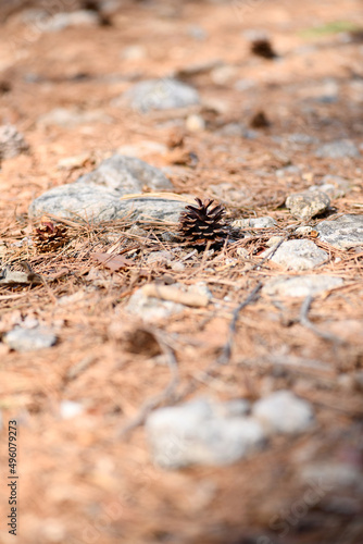 pine cone insect nature outside nest creature brown wild macro