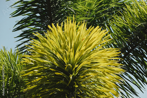 close up Foxtail Palm , Wodyetia bifurcata Irvine. photo