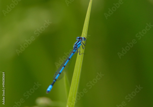 blue dragonfly on a green grass