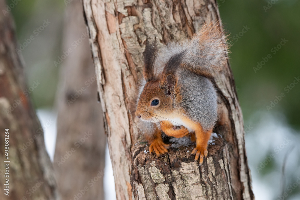 Red squirrel sitting on a tree branch in winter forest and nibbling seeds on snow covered trees background.. Red squirrel sitting on a tree branch in winter forest and nibbling seeds on snow covered trees background..