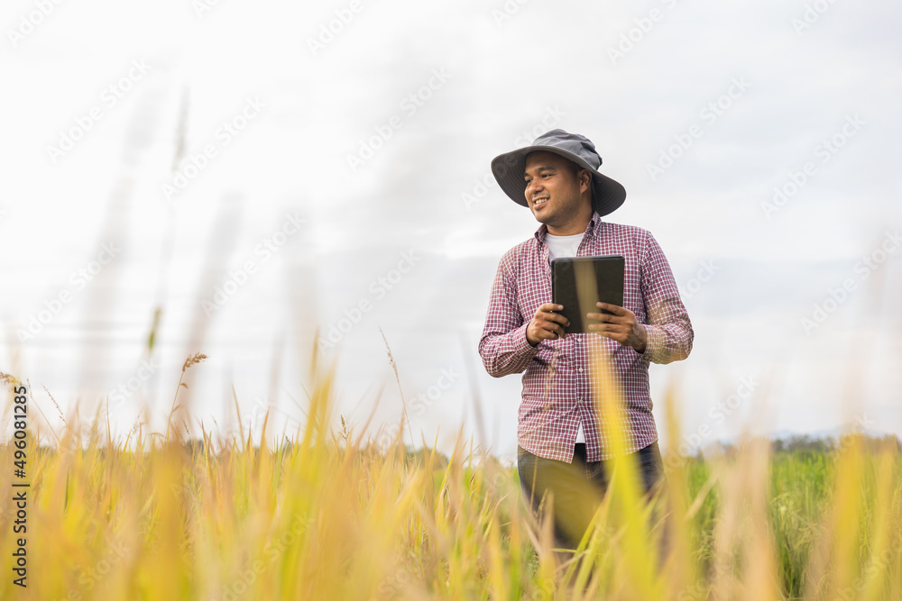 Smart farmer using a technology for studying and development agriculture paddy field. The farmer checking growth quality of rice paddy field Smart farmer using a technology for studying and development agriculture paddy field. The farmer checking growth quality of rice paddy field