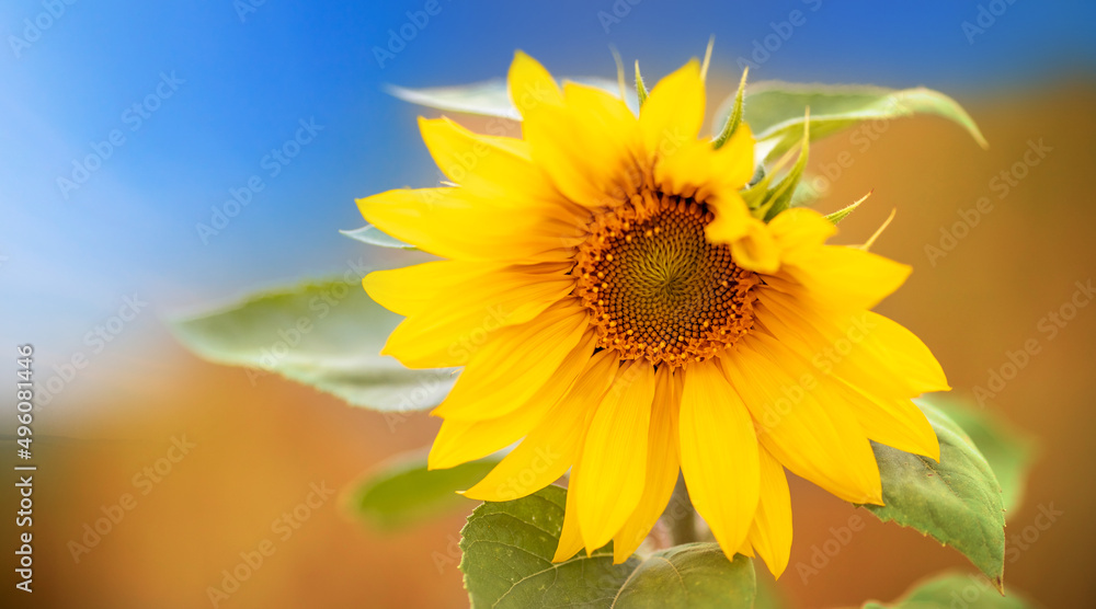 Natural sunflower on blue sky and yellow field flag Ukraine banner Natural sunflower on blue sky and yellow field flag Ukraine banner