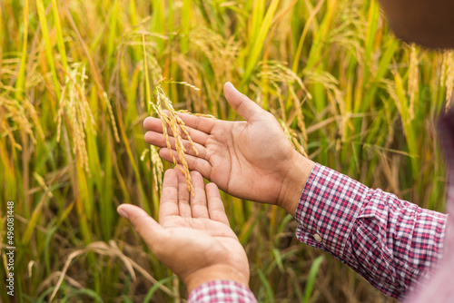 Photography Male hand tenderly touching a young rice in the paddy field with sunset background