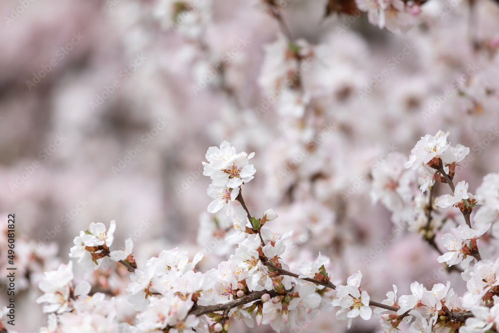 Cherry blossoms in the park in spring Cherry blossoms in the park in spring