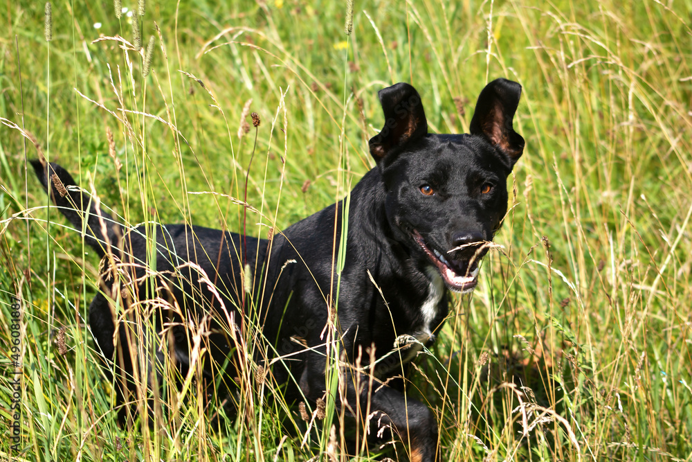 Black terrier peeking out of the grass Black terrier peeking out of the grass