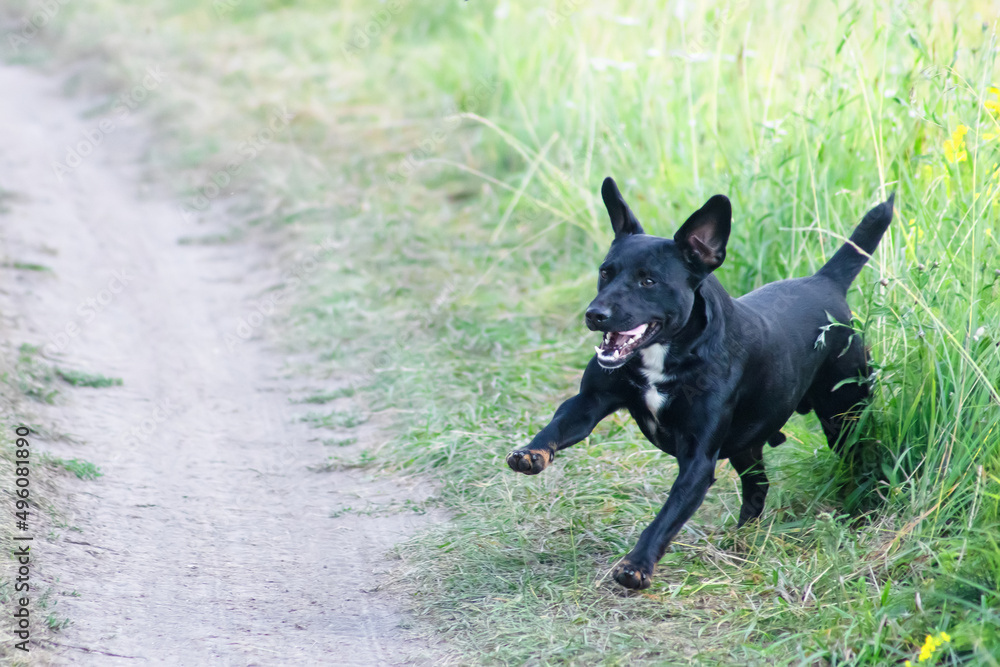 Black terrier jumps out of tall grass Black terrier jumps out of tall grass