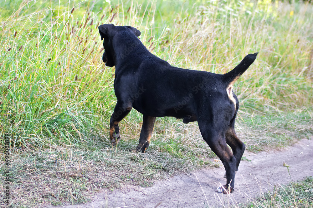 Black terrier is looking in the high grass Black terrier is looking in the high grass