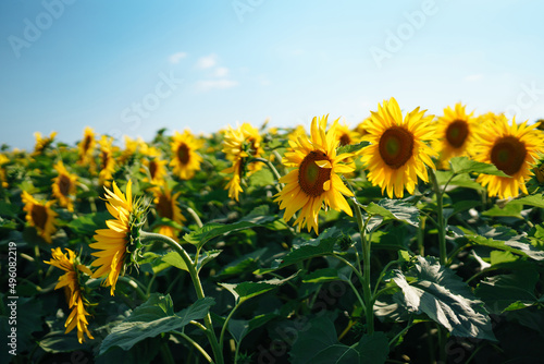 Field of blooming sunflowers. Organic and natural floral background. Agricultural on a sunny day.