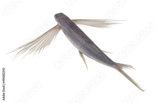 Raw tropical flying fish isolated on white background