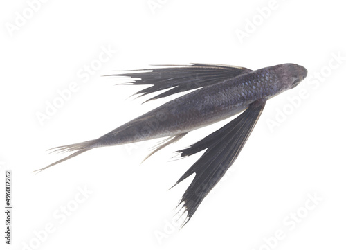 Fresh flying fish isolated on white background