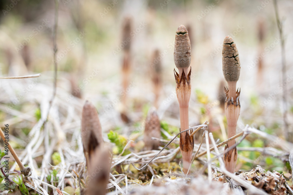 Horsetail Horsetail
