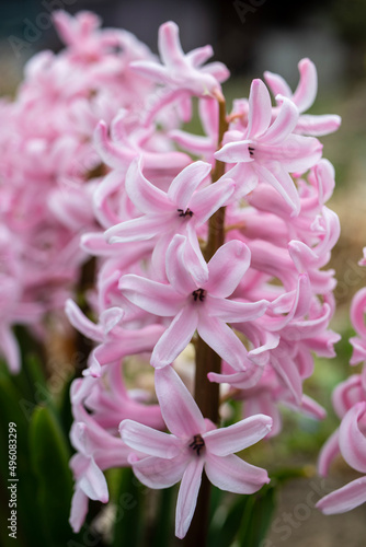 pink flower