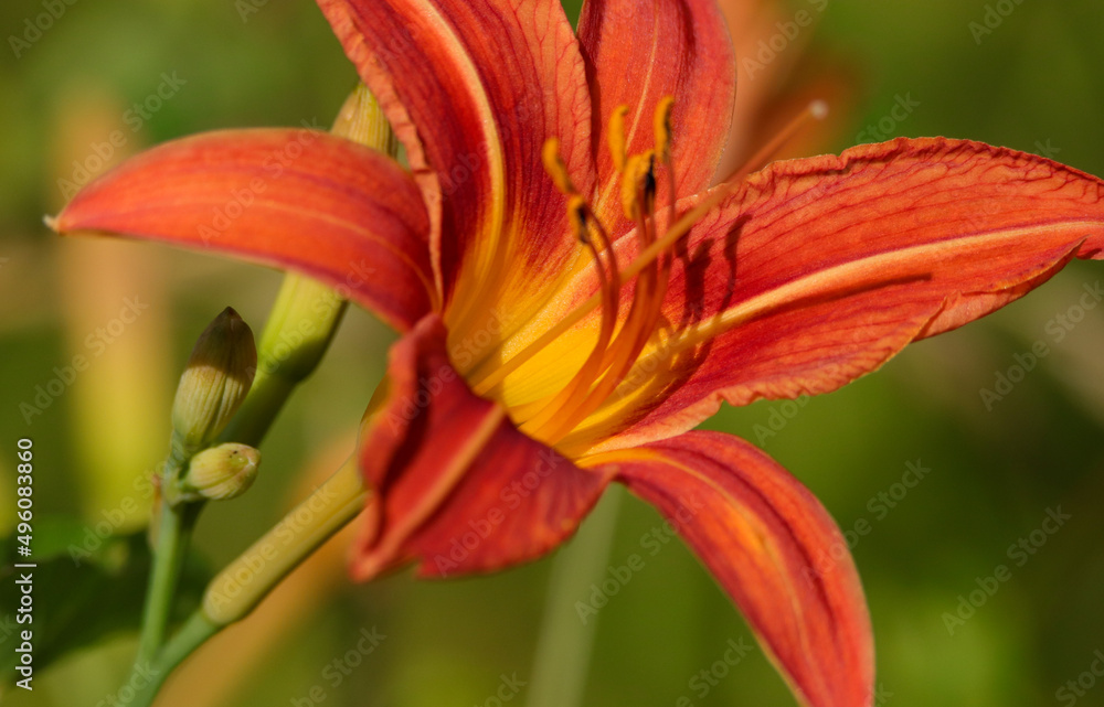 Daylily in the Sun Daylily in the Sun