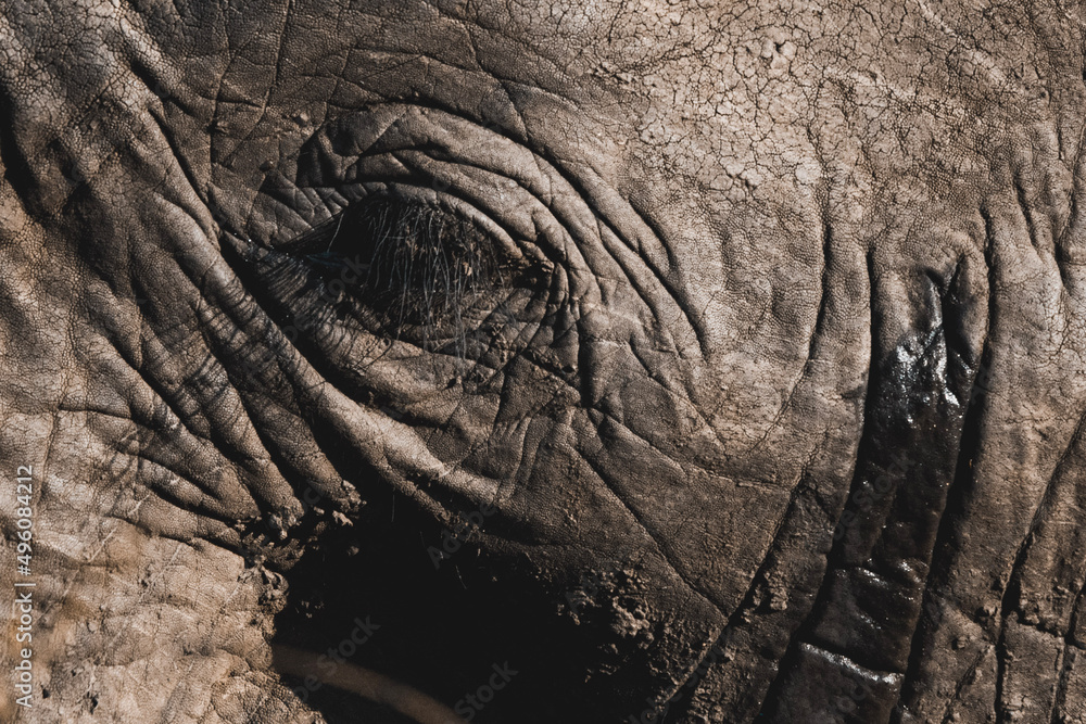elephant skin texture elephant skin texture