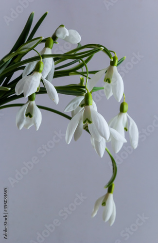 Beautiful snowdrops in wicker basket against light grey background, closeup