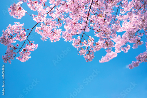 Beautiful Cherry Blossom for natural abstract background