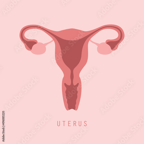 Fotótapéta female reproductive system women uterus ovary icon