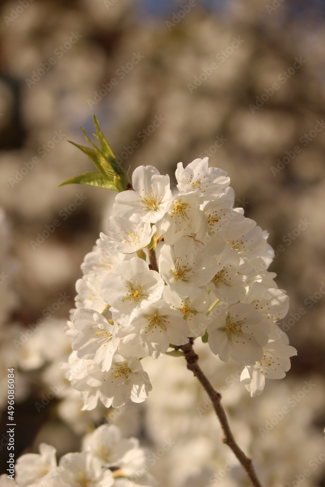 ミドリヨシノ 萩に現存する純白の桜 日本のサクラ! sakura #ミドリヨシノ#桜 ミドリヨシノ 萩に現存する純白の桜 日本のサクラ! sakura #ミドリヨシノ#桜