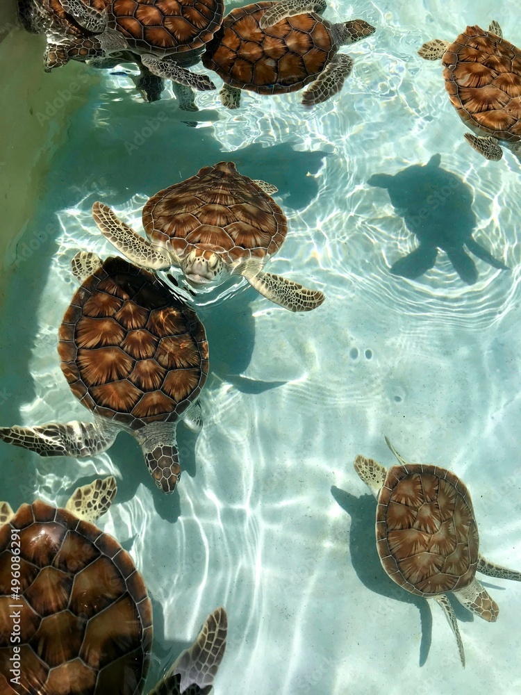 Tortugas marinas Tortugas marinas