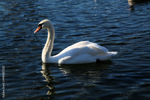 A close up of a Mute Swan