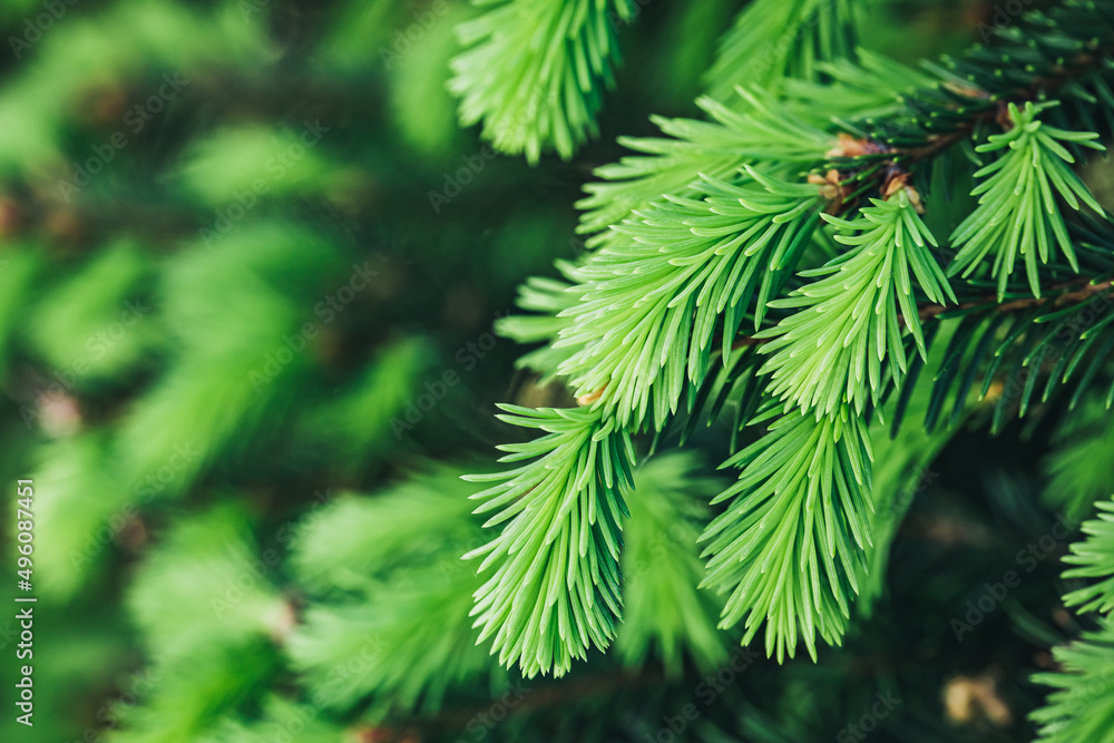 Spruce or fir tree young branches in the wood. Blooming spruce in spring Spruce or fir tree young branches in the wood. Blooming spruce in spring