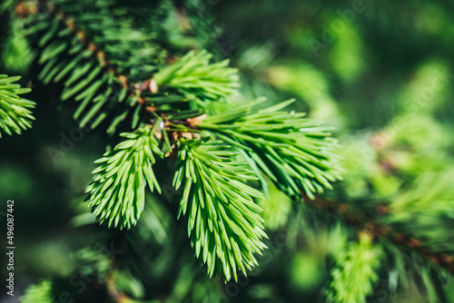 Spruce or fir tree young branches in the wood. Blooming spruce in spring