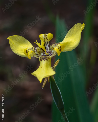 Close-up view of bright yellow with brown spots flower of trimezia fosteriana or trimezia steyermarkii blooming in tropical garden outdoors on dark natural background