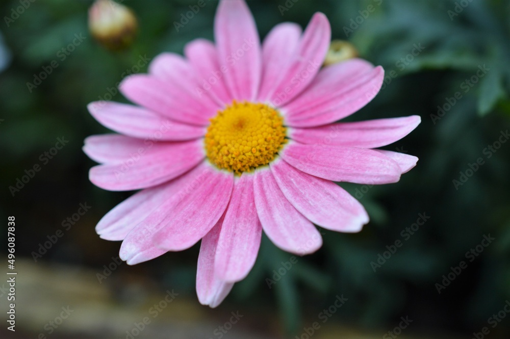 マーガレット　ピンク色　Argyranthemum