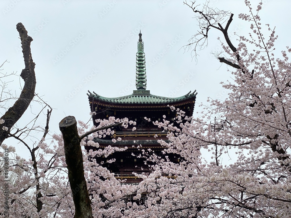 The five-storied Pagoda of Ueno Toshogu Shrine during the sakura season March 2022, Tokyo Japan The five-storied Pagoda of Ueno Toshogu Shrine during the sakura season March 2022, Tokyo Japan