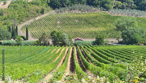 vineyard growing on a hill  in Tuscany, Italy