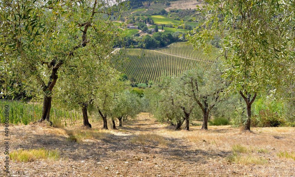 Fototapeta premium olive trees growing in a field in a field with a vineyard background in Tuscany, italy
