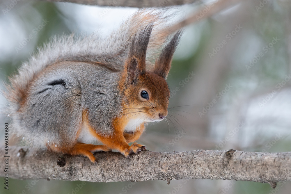 Fototapeta premium Red squirrel sitting on a tree branch in winter forest and nibbling seeds on snow covered trees background..