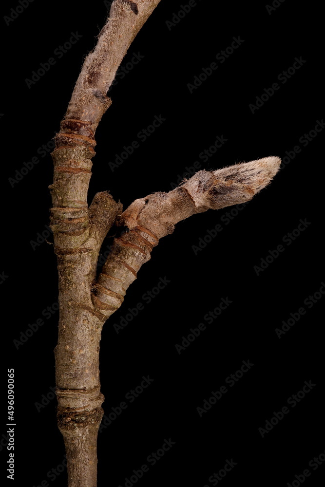 Fototapeta premium Rowan (Sorbus aucuparia). Brachyblast Closeup