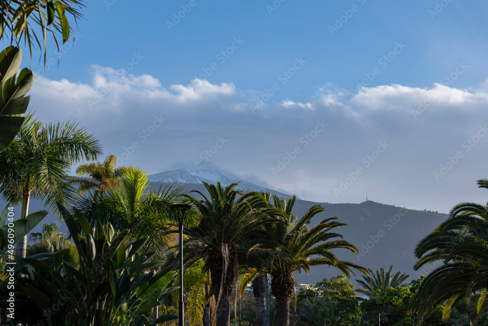 Fototapeta premium Palm trees in front of Mount Teide