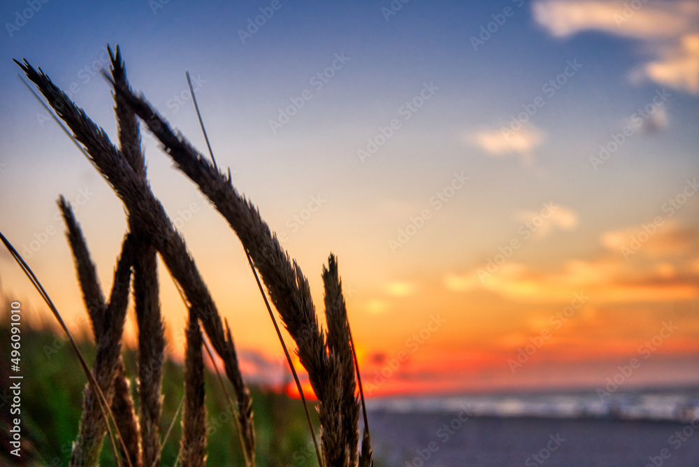 Reeds on dunes at sunset - Baltic Sea, Poland