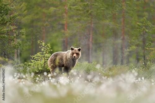 Brown bear in summer forest environment photo
