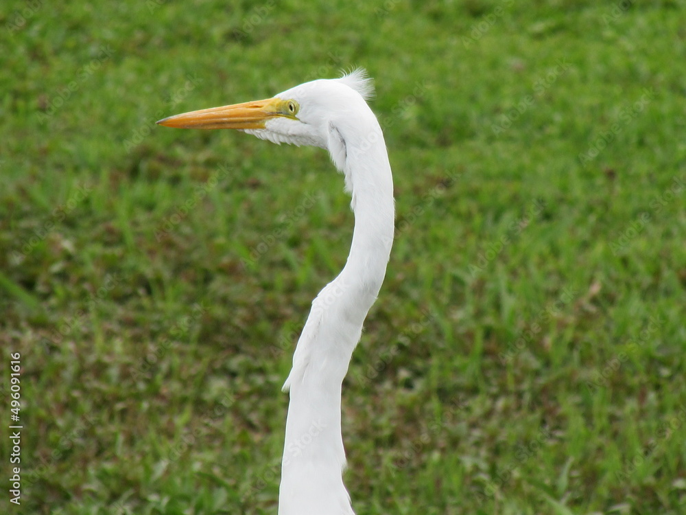 bird, egret, white, heron, nature, animal, wildlife, beak, water, snowy, wild, feathers, florida, great egret, feather, snowy egret, great, ibis, birds, marsh, stork bird, egret, white, heron, nature, animal, wildlife, beak, water, snowy, wild, feathers, florida, great egret, feather, snowy egret, great, ibis, birds, marsh, stork