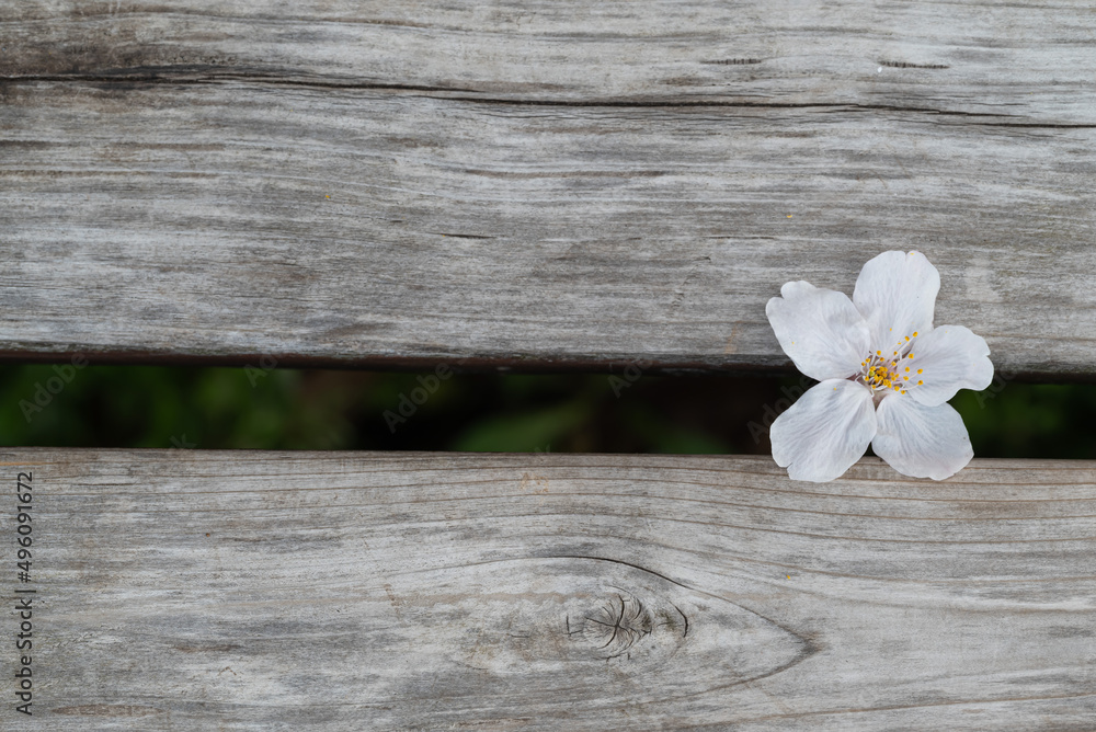 Fototapeta premium ベンチ上に落ちた一輪のソメイヨシノの花