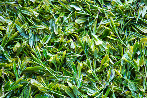 fresh fragrant sweet cool and delicious green green tea                                                                             