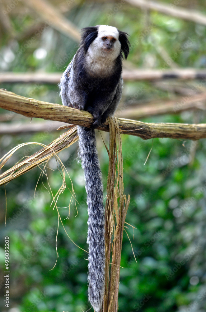 Obraz premium White-headed marmoset (Callithrix geoffroyi), also known as the tufted-ear marmoset, Geoffroy's marmoset, or Geoffrey's marmoset, perched on liana