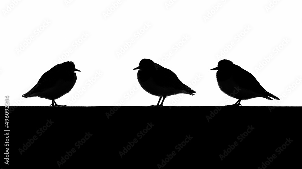 Turnstone silhouette
Turnstone silhouette