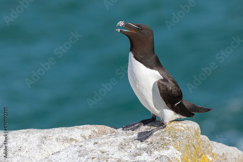 Razorbill