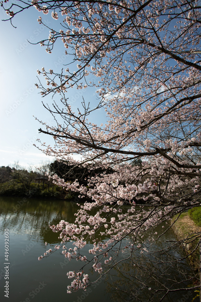 満開の桜と池と空