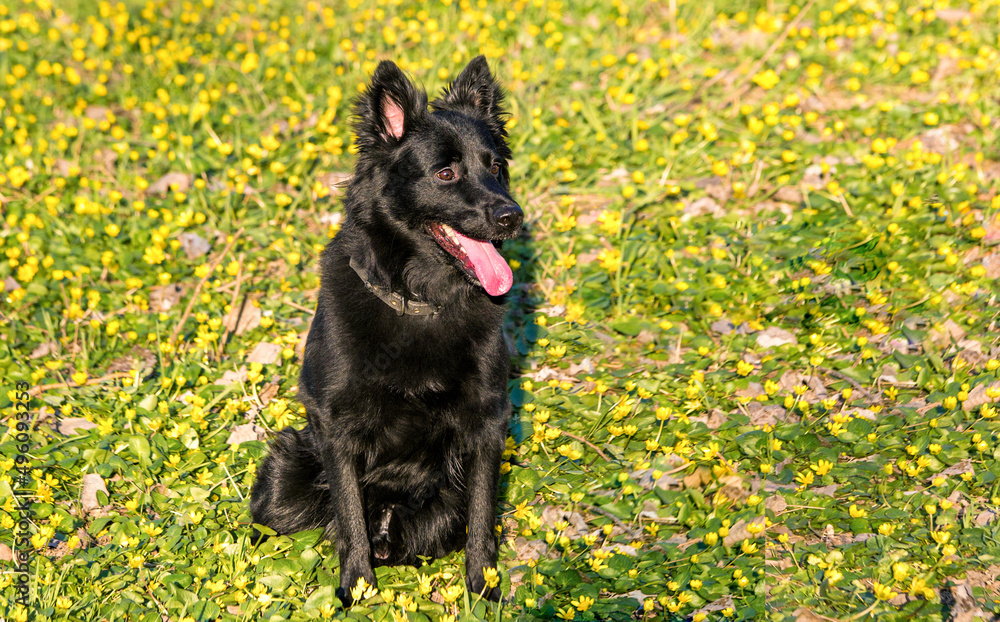 animal black dog sitting in a flower meadow in spring