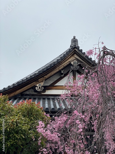 The temple traditional rooftop with Shidare Sakura  Taito district Tokyo Japan  sakura season March 2022