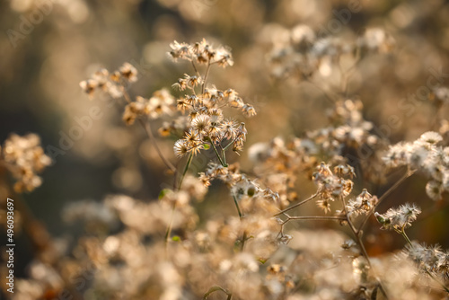 flowers in the forest, Cyanthillium cinereum, Little ironweed, Flowers of little ironweed, Autumn. © Sunanda Malam