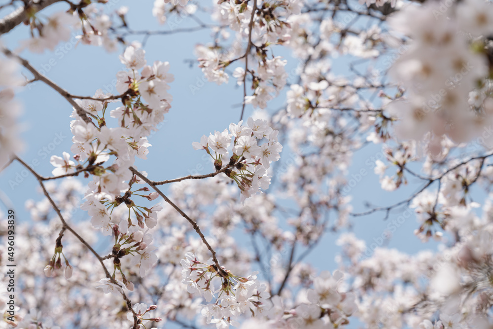 A cherry blossom against blue sky